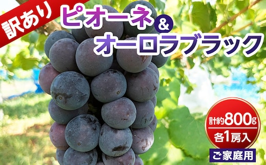 【ご家庭用・訳あり品】オーロラブラック・ピオーネ 約800g（2房入）