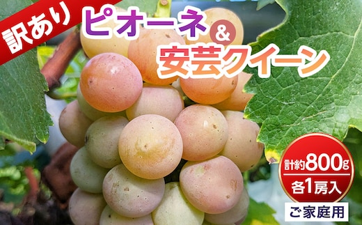 【ご家庭用・訳あり品】安芸クイーン・ピオーネ 約800g（2房入）