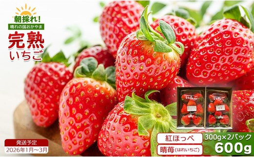 鏡野町産 朝採れ！旬の完熟いちご 300g×2パック＜2026年1月～3月発送＞【038-a003】