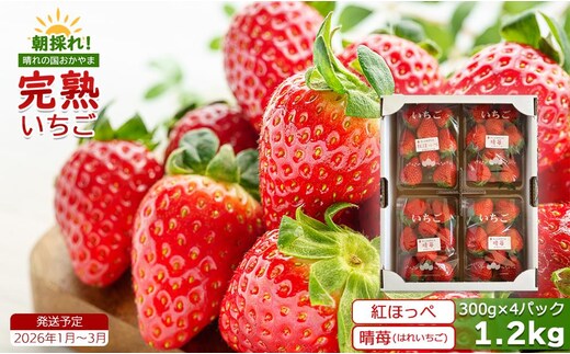 鏡野町産 朝採れ！旬の完熟いちご 300g×4パック＜2026年1月～3月発送＞【038-a004】