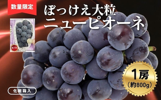 ぼっけえ大粒ニューピオーネ1房（約800ｇ以上）化粧箱入【040-a021】