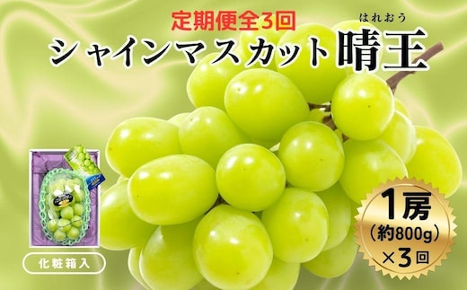 ＜定期便全3回＞ シャインマスカット晴王1房800ｇ化粧箱入 3回コース【2026年発送】[040-a012]