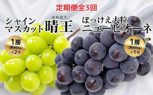 ＜定期便全3回＞シャインマスカット晴王1房800g 2回とぼっけぇピオーネ1房800g 1回の計3回コース [040-a013]