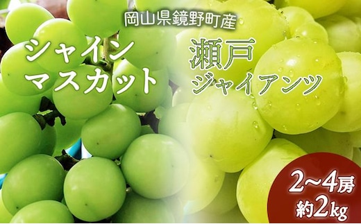 【数量限定】鏡野町産 瀬戸ジャイアンツ＆シャインマスカットセット 2kg（2～4房） 004-a006