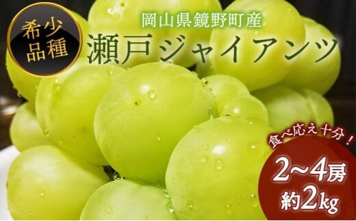 【期間限定】 鏡野町産 瀬戸ジャイアンツ 2kg（2～4房）