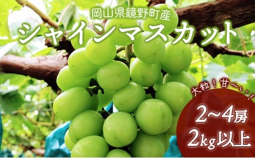 【期間限定】鏡野町産 シャインマスカット 2kg（2～4房） 004-a007