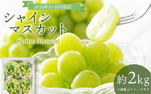＜2026年発送分 先行予約＞9月～10月発送お土産シャインマスカット2kg箱【029-a012】