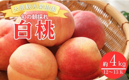 【2026年先行予約】［大原観光果樹園］岡山県産 旬の朝採れ白桃 1箱（約4kg 12～13玉）桃 もも モモ はくとう フルーツ 果物 朝採り旬 岡山県産 産地直送 産直 送料無料 鏡野町【026-a021】