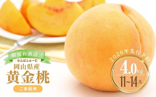 【2026年先行予約】［なんばふぁーむ］岡山県産 黄金桃 4.0kg（11～14玉）［ご家庭用］|桃 もも モモ おうごんとう フルーツ 果物 朝採り旬 岡山県産 産地直送 産直 送料無料 鏡野町