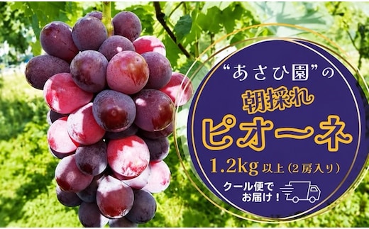 【2026年先行予約】［あさひ園］の朝採れピオーネ 1.2kg以上（2房入り）