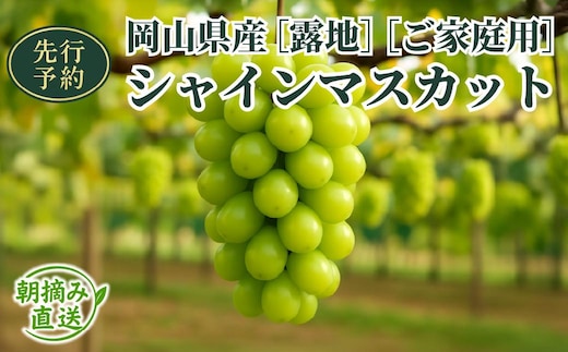 【2026年先行予約】［露地］岡山県産シャインマスカット 2kg （３～５房入）ご家庭用|シャインマスカット ぶどう フルーツ 果物 岡山県 鏡野町