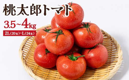 桃太郎トマト 3.5kg～4kg 2L(20玉)～L(24玉)｜桃太郎トマト トマト とまと 国産 野菜 夏野菜 新鮮 高糖度 岡山県 鏡野町