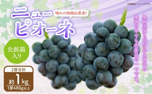 岡山県産 ニューピオーネ 2房 (1房480g以上) 約1kg 化粧箱入り 【2026年8月下旬~10月上旬迄発送予定】 果物 くだもの フルーツ ぶどう ブドウ 葡萄 岡山 おかやま 国産 冷蔵