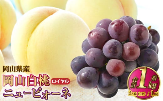 岡山県産 岡山白桃 ロイヤル 2Lサイズ 約250g×2玉・ニューピオーネ 約500g×1房 詰合せ 【2026年7月上旬~8月下旬発送予定】 白桃 桃 もも モモ ピオーネ ぶどう 葡萄 ブドウ セット