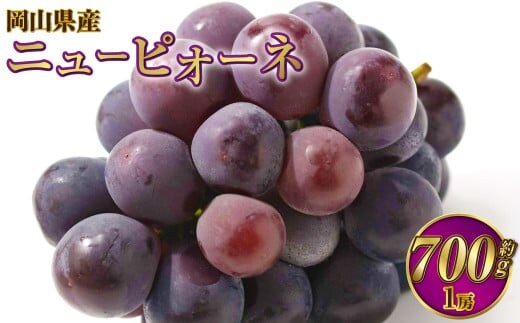 岡山県産 ニューピオーネ 約700g(700g×1房) 【2026年8月下旬~9月下旬迄発送予定】 果物 くだもの フルーツ ぶどう ブドウ 葡萄