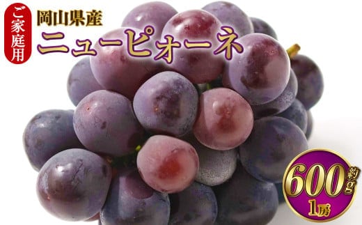 ご家庭用 岡山県産 ニューピオーネ 約600g(600g×1房) 【2026年8月下旬~9月下旬迄発送予定】 果物 くだもの フルーツ ぶどう ブドウ 葡萄