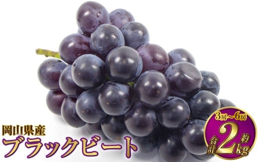 岡山県産 ブラックビート 約2kg(3房~6房)【2026年8月上旬~9月上旬発送予定】 ぶどう ブドウ 葡萄