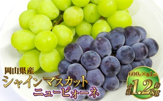 岡山県産 シャインマスカット「晴王」とニューピオーネ 3Lサイズ 計約1.2kg 【2026年8月下旬~9月下旬迄発送予定】 くだもの フルーツ 詰め合わせ ぶどう