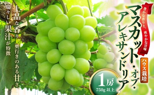 岡山県産 マスカットオブアレキサンドリア 1房 ( 750g以上 ) ハウス栽培 くだもの 果物 果実 フルーツ ぶどう 葡萄 マスカット 国産 マスカット・オブ・アレキサンドリア 【 2026年7月上旬~8月下旬発送予定 】