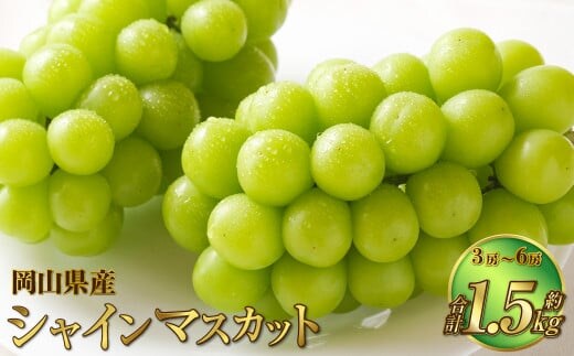 岡山県産 シャインマスカット 晴王 約1.5kg(3房~6房) 【2026年8月下旬~11月下旬迄発送予定】 果物 くだもの フルーツ ぶどう ブドウ 葡萄 マスカット