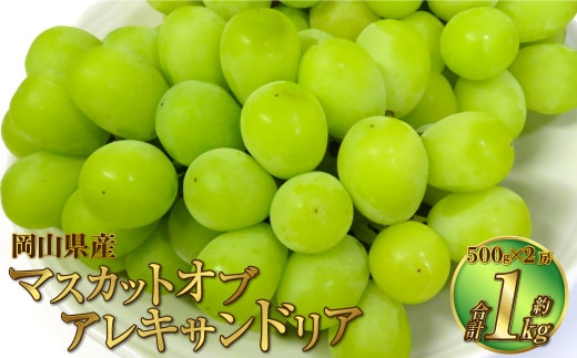 岡山県産 マスカットオブアレキサンドリア 約1kg(500g×2房) 【2026年8月下旬~9月下旬迄発送予定】 果物 くだもの フルーツ ぶどう ブドウ 葡萄 マスカット