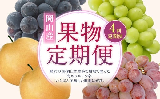 【4回定期便】 ニューピオーネ 晴王 紫苑 あたご梨 【2026年9月上旬より順次発送開始】 梨 葡萄 ブドウ ぶどう フルーツ 果物 ギフト 国産 岡山県産