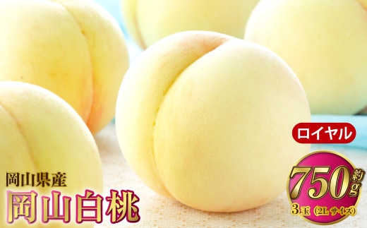 岡山白桃 ロイヤル 3玉×約250g(2Lサイズ) 計約750g 岡山県産【2026年7月上旬~8月下旬発送予定】 白桃 桃 もも モモ