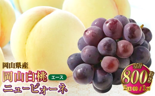 岡山県産 岡山白桃 エース Lサイズ 約200g×2玉・ニューピオーネ 約400g×1房 詰合せ 【2026年7月上旬~8月下旬発送予定】 白桃 桃 もも モモ ピオーネ ぶどう 葡萄 ブドウ セット
