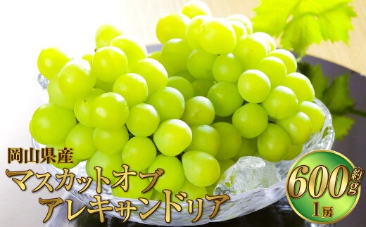 岡山県産 マスカット・オブ・アレキサンドリア 約600g(1房) 果物 フルーツ くだもの ぶどう ブドウ 葡萄 マスカット 冷蔵 国産 奈義町 【2026年6月下旬~7月下旬発送予定】