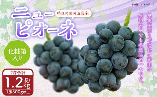 岡山県産 ニューピオーネ 2房(1房600g以上) 化粧箱入り 【2026年8月下旬~10月上旬迄発送予定】 果物 くだもの フルーツ ぶどう ブドウ 葡萄 岡山 おかやま 国産 冷蔵