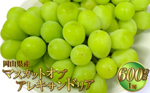 岡山県産 マスカットオブアレキサンドリア 約600g(600g×1房) 【2026年8月下旬~9月下旬迄発送予定】 果物 くだもの フルーツ ぶどう ブドウ 葡萄 マスカット