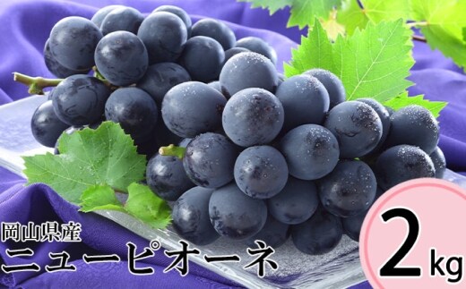 先行予約岡山県産ニューピオーネ 約2kg ( 3~6房 ) 【 2026年8月下旬~10月下旬まで順次発送予定 】 ぶどう ブドウ 葡萄 フルーツ くだもの 果物 果実 大粒 果汁 国産 岡山県産 ニューピオーネ 種無し