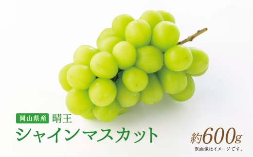 【岡山県産】晴王 シャインマスカット 約600g 1房 【2026年9月上旬~2026年11月下旬発送予定】 マスカット ぶどう ブドウ 葡萄