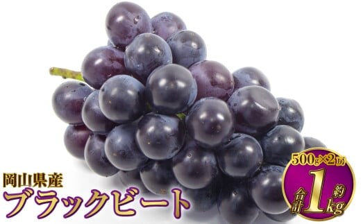 岡山県産 ブラックビート 約1kg(約500g×2房)【2026年8月上旬~9月上旬発送予定】 ぶどう ブドウ 葡萄