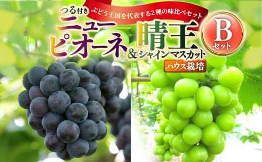 つる付き!ニューピオーネ & 晴王 シャインマスカット Bセット ハウス栽培 ブドウ ぶどう 葡萄 果物 くだもの フルーツ 果実 マスカット 食べ比べ 【 2026年7月上旬~8月上旬発送予定 】