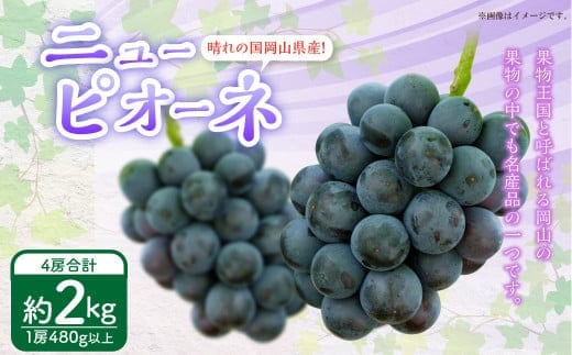 岡山県産 ニューピオーネ 4房(1房480g以上)約2kg 【2026年8月下旬~10月上旬迄発送予定】 果物 くだもの フルーツ ぶどう ブドウ 葡萄 岡山 おかやま 国産 冷蔵