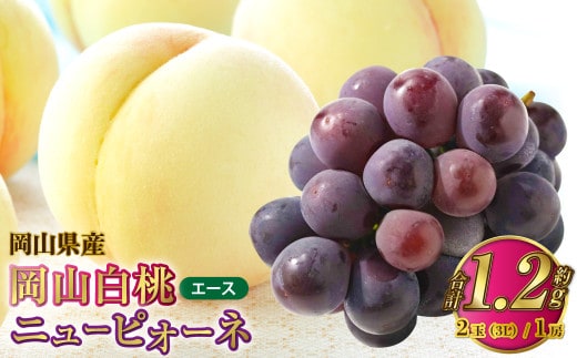 岡山県産 岡山白桃 エース 3Lサイズ 約300g×2玉・ニューピオーネ 約600g×1房 詰合せ 【2026年7月上旬~8月下旬発送予定】 白桃 桃 もも モモ ピオーネ ぶどう 葡萄 ブドウ セット