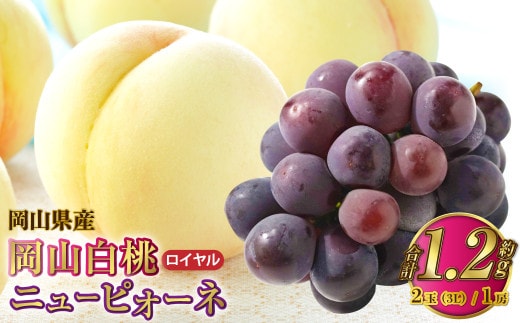 岡山県産 岡山白桃 ロイヤル 3Lサイズ 約300g×2玉・ニューピオーネ 約600g×1房 詰合せ 【2026年7月上旬~8月下旬発送予定】 白桃 桃 もも モモ ピオーネ ぶどう 葡萄 ブドウ セット
