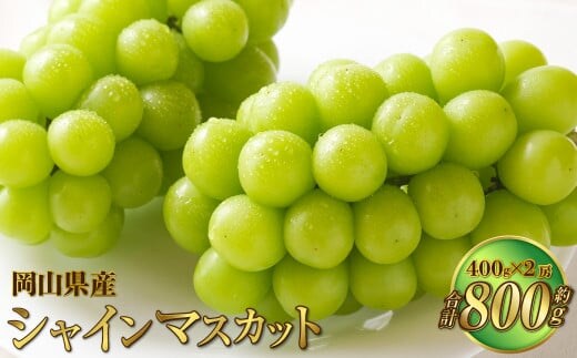 岡山県産 シャインマスカット 晴王 約800g(400g×2房) 【2026年8月下旬~11月下旬迄発送予定】 果物 くだもの フルーツ ぶどう ブドウ 葡萄 マスカット