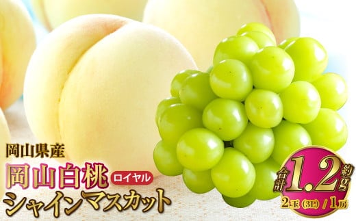 岡山県産 岡山白桃 ロイヤル 3Lサイズ 約300g×2玉・シャインマスカット 晴王 約600g×1房 詰合せ 【2026年7月上旬~8月下旬発送予定】 白桃 桃 もも モモ マスカット ぶどう 葡萄 ブドウ セット