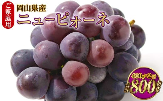 ご家庭用 岡山県産 ニューピオーネ 約800g(400g×2房) 【2026年8月下旬~9月下旬迄発送予定】 果物 くだもの フルーツ ぶどう ブドウ 葡萄