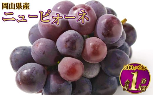 岡山県産 ニューピオーネ 約1kg(500g×2房) 【2026年8月下旬~9月下旬迄発送予定】 果物 くだもの フルーツ ぶどう ブドウ 葡萄