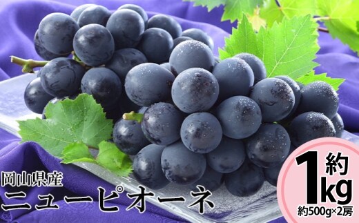 先行予約岡山県産ニューピオーネ 約500g × 2房 計約1kg 【 2026年8月下旬~10月下旬まで順次発送予定 】 ぶどう ブドウ 葡萄 フルーツ くだもの 果物 果実 大粒 果汁 国産 岡山県産 ニューピオーネ 種無し