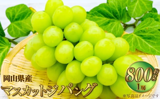 岡山県産 マスカットジパング 約800g(1房)【2026年7月下旬~8月下旬発送予定】 マスカット ぶどう ブドウ 葡萄