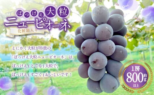 ぼっけえ大粒 ニューピオーネ 1房(800g以上) 化粧箱入り 【2026年9月上旬~10月上旬迄発送予定】 ぶどう ブドウ 葡萄 ピオーネ 果物 くだもの フルーツ 冷蔵 国産