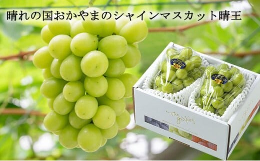 シャインマスカット 晴王 約500g×2房 計約1kg 【2026年8月下旬~11月下旬迄発送】 岡山 種無し 種なし マスカット 果物 くだもの フルーツ ぶどう ブドウ 葡萄 冷蔵