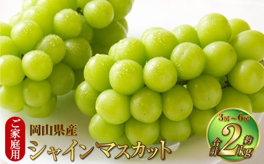 ご家庭用 岡山県産 シャインマスカット 晴王 約2kg(3房~6房) 【2025年8月下旬~11月下旬迄発送予定】 果物 くだもの フルーツ ぶどう ブドウ 葡萄 マスカット