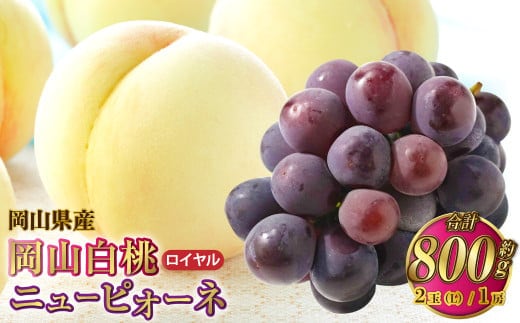 岡山県産 岡山白桃 ロイヤル Lサイズ 約200g×2玉・ニューピオーネ 約400g×1房 詰合せ 【2026年7月上旬~8月下旬発送予定】 白桃 桃 もも モモ ピオーネ ぶどう 葡萄 ブドウ セット