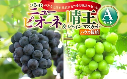 つる付き!ニューピオーネ&晴王 シャインマスカット Aセット ハウス栽培 食べ比べ ブドウ ぶどう 葡萄 果物 くだもの フルーツ 果実 マスカット 【 2026年7月上旬~8月上旬発送予定 】
