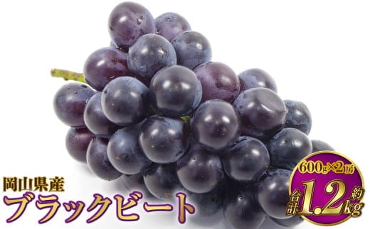 岡山県産 ブラックビート 約1.2kg(約600g×2房)【2026年8月上旬~9月上旬発送予定】 ぶどう ブドウ 葡萄